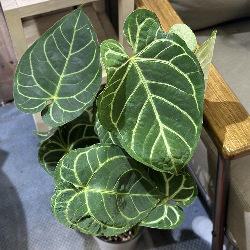 間伸び商品】アンスリウム レガレ 5号白鉢(個体おまかせ1鉢) 観葉植物