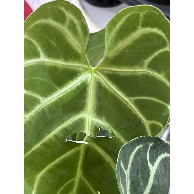 間伸び商品】アンスリウム レガレ 5号白鉢(個体おまかせ1鉢) 観葉植物