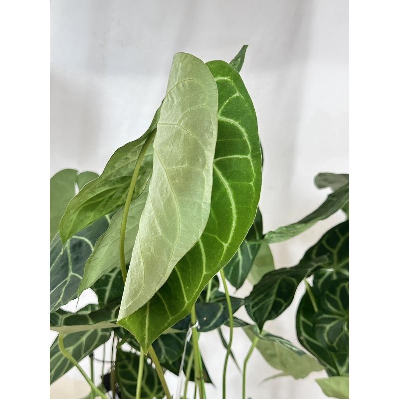 間伸び商品】アンスリウム レガレ 5号白鉢(個体おまかせ1鉢) 観葉植物