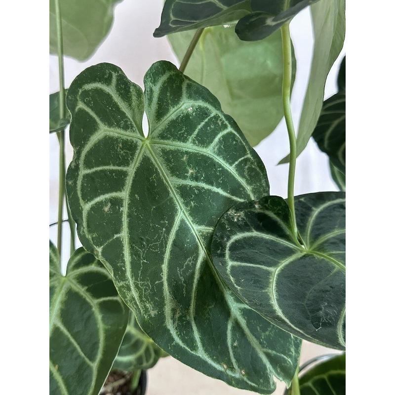 間伸び商品】アンスリウム レガレ 5号白鉢(個体おまかせ1鉢) 観葉植物