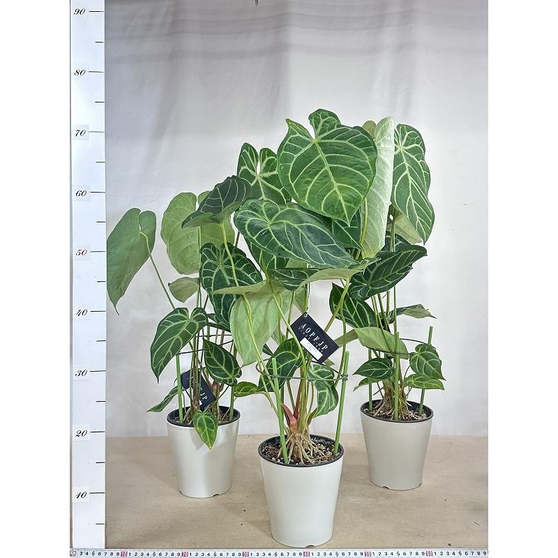 間伸び商品】アンスリウム レガレ 5号白鉢(個体おまかせ1鉢) 観葉植物