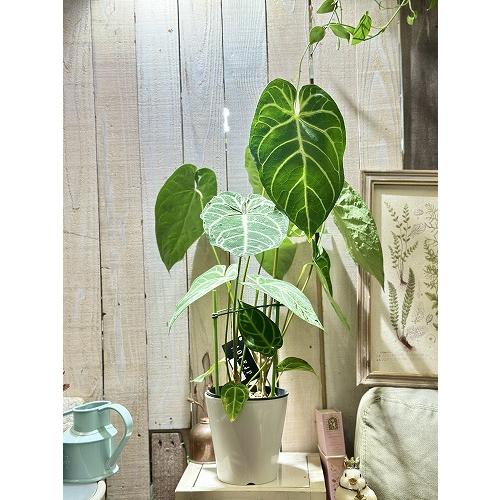 間伸び商品】アンスリウム レガレ 5号白鉢(個体おまかせ1鉢) 観葉植物