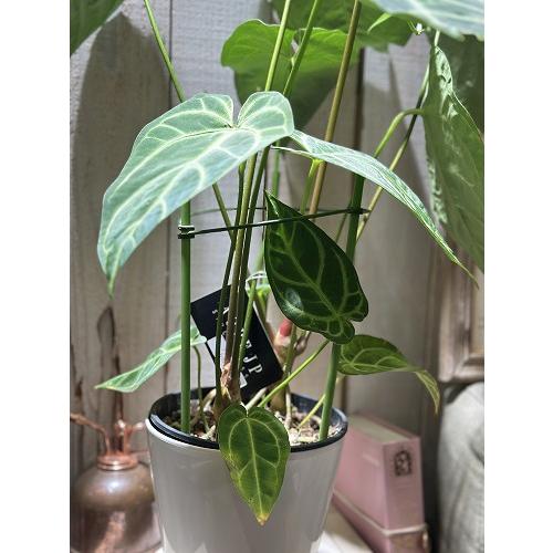 間伸び商品】アンスリウム レガレ 5号白鉢(個体おまかせ1鉢) 観葉植物
