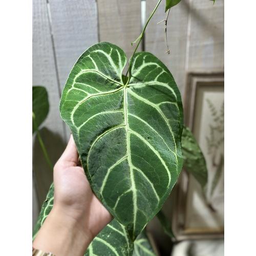 間伸び商品】アンスリウム レガレ 5号白鉢(個体おまかせ1鉢) 観葉植物