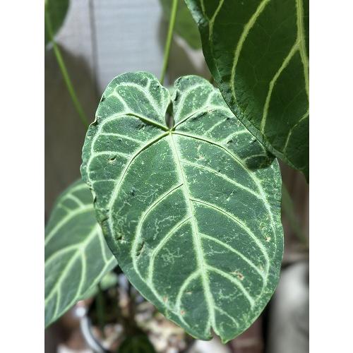間伸び商品】アンスリウム レガレ 5号白鉢(個体おまかせ1鉢) 観葉植物