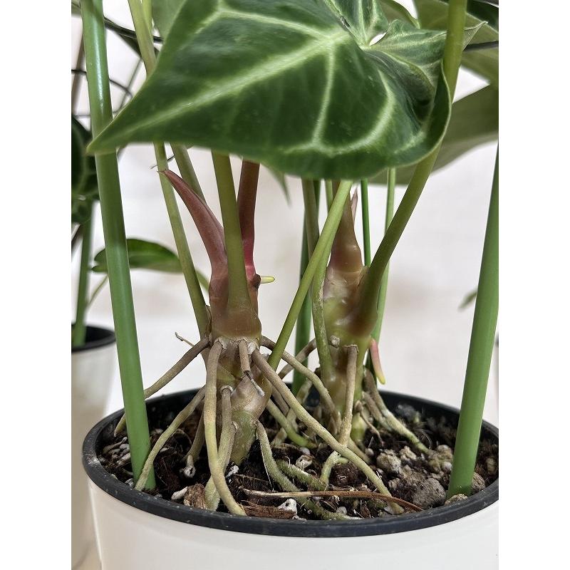 間伸び商品】アンスリウム レガレ 5号白鉢(個体おまかせ1鉢) 観葉植物