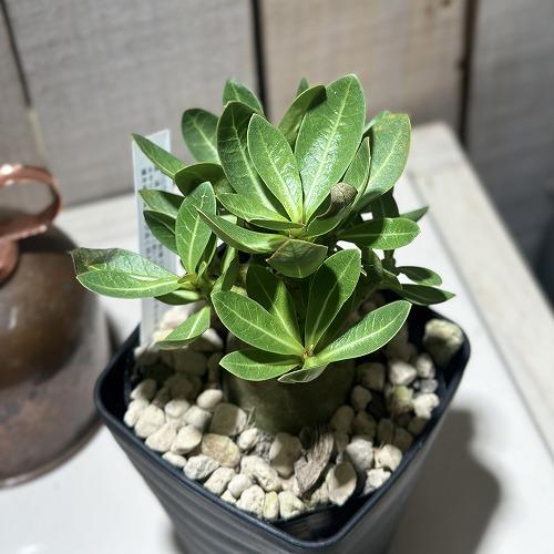 人気商品】アデニウム モンスター 3.5号角鉢(個体おまかせ1鉢)【落葉中