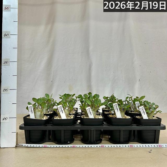 人気商品】アデニウム モンスター 3.5号角鉢(個体おまかせ1鉢)【落葉中