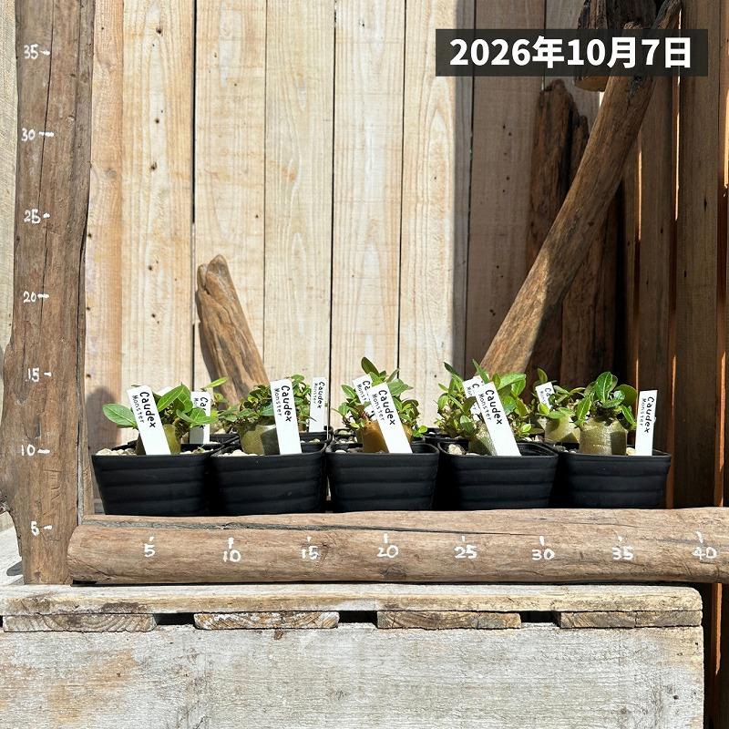 人気商品】アデニウム モンスター 3.5号角鉢(個体おまかせ1鉢) 観葉