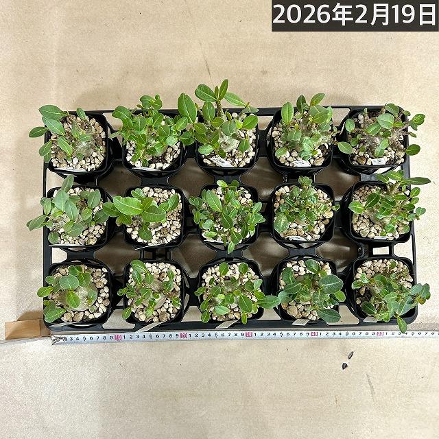 人気商品】アデニウム モンスター 3.5号角鉢(個体おまかせ1鉢)【落葉中
