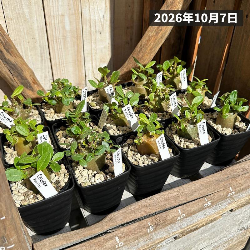 人気商品】アデニウム モンスター 3.5号角鉢(個体おまかせ1鉢) 観葉