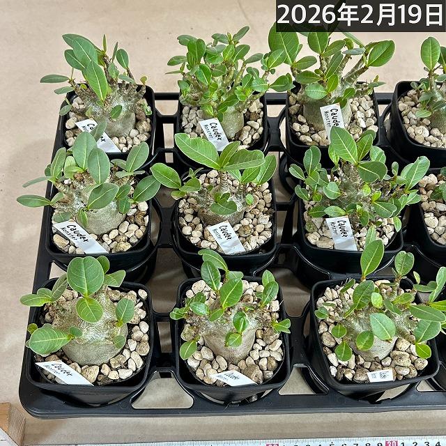 アデニウム　鉢付き　観葉植物　塊根植物　多肉植物　ビザールプランツ　レアプランツ　ガーデニング　植物　グリーン　趣味　盆栽　葉　花　庭　草　インテリア　おしゃれ　飾り　園芸　 人気商品】アデニウム モンスター 3.5号角鉢(個体おまかせ1鉢)【落葉中