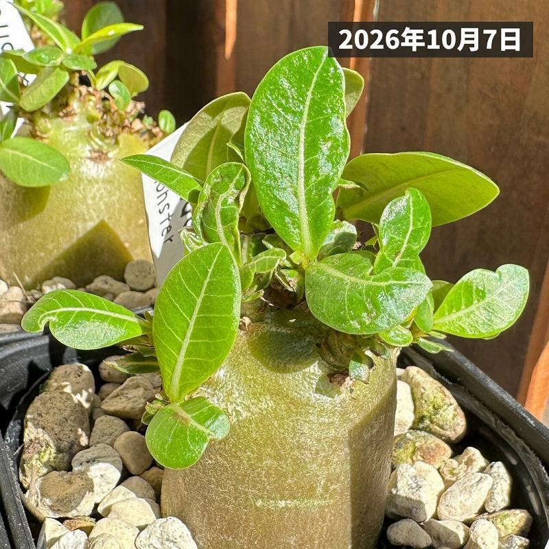 人気商品】アデニウム モンスター 3.5号角鉢(個体おまかせ1鉢) 観葉