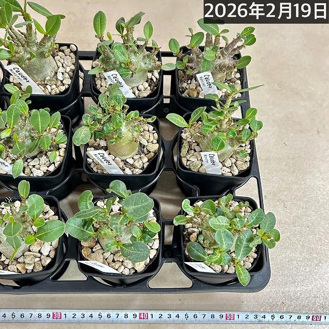 人気商品】アデニウム モンスター 3.5号角鉢(個体おまかせ1鉢)【落葉中