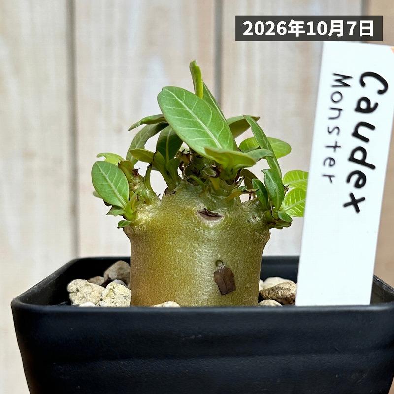 人気商品】アデニウム モンスター 3.5号角鉢(個体おまかせ1鉢) 観葉