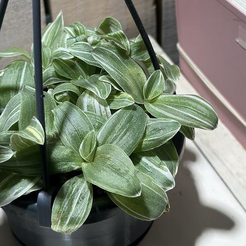 観葉植物 トラディスカンティア テンダーネス 3.5号吊り鉢(個体