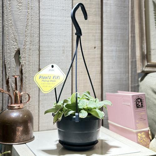 観葉植物　アトランティス　21cm吊り鉢ごと happy- その他観葉植物