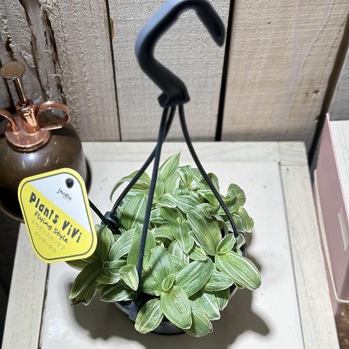 観葉植物 トラディスカンティア テンダーネス 3.5号吊り鉢(個体
