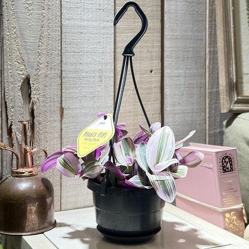 観葉植物 トラディスカンティア ナヌーク 3.5号吊り鉢(個体おまかせ1鉢