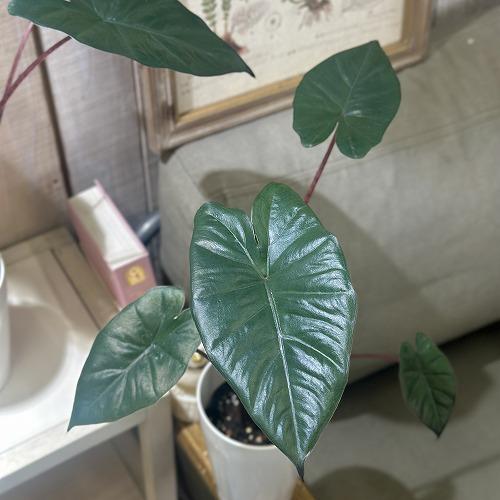 観葉植物 アロカシア ユカタンプリンセス 4号ロング白鉢(個体おまかせ1