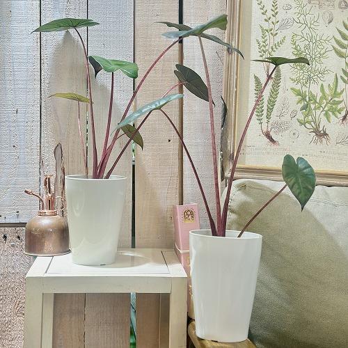 観葉植物 アロカシア ユカタンプリンセス 4号ロング白鉢(個体おまかせ1