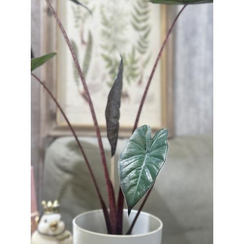 観葉植物 アロカシア ユカタンプリンセス 4号ロング白鉢(個体おまかせ1