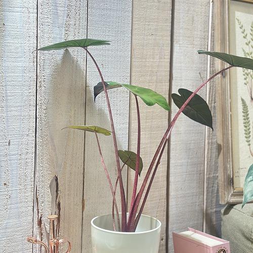 観葉植物 アロカシア ユカタンプリンセス 4号ロング白鉢(個体おまかせ1