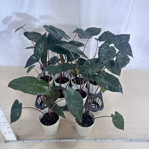 観葉植物 アロカシア ユカタンプリンセス 4号ロング白鉢(個体おまかせ1