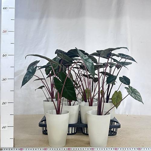 観葉植物 アロカシア ユカタンプリンセス 4号ロング白鉢(個体おまかせ1