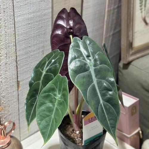 観葉植物 アロカシア スーヒルマニア 3号ロングポット(個体おまかせ1鉢