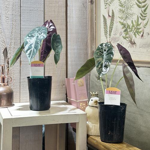 観葉植物 アロカシア スーヒルマニア 3号ロングポット(個体おまかせ1鉢