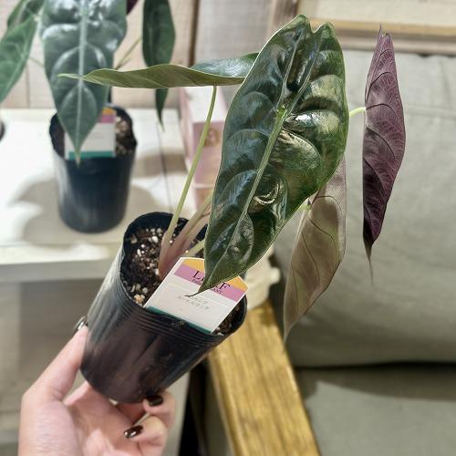 観葉植物 アロカシア スーヒルマニア 3号ロングポット(個体おまかせ1鉢