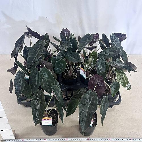 観葉植物 アロカシア スーヒルマニア 3号ロングポット(個体おまかせ1鉢
