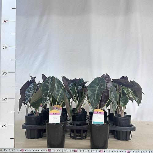 観葉植物 アロカシア スーヒルマニア 3号ロングポット(個体おまかせ1鉢