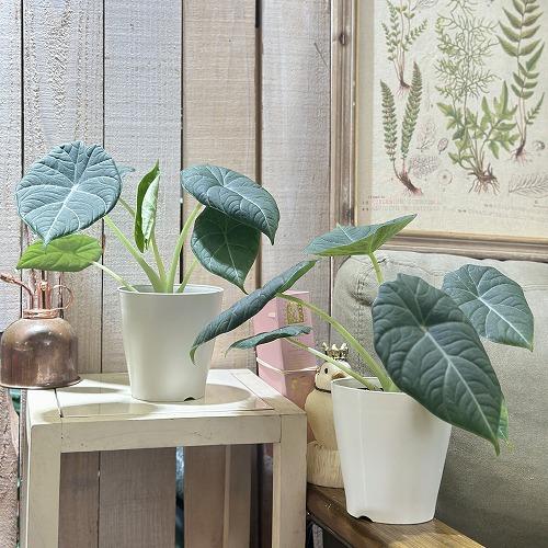 観葉植物 アロカシア マハラニ 4号白鉢(個体おまかせ1鉢) インテリア