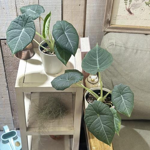 観葉植物 アロカシア マハラニ 4号白鉢(個体おまかせ1鉢) インテリア