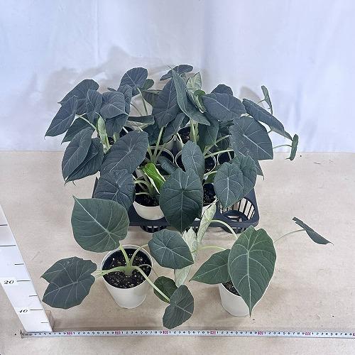 観葉植物 アロカシア マハラニ 4号白鉢(個体おまかせ1鉢) インテリア