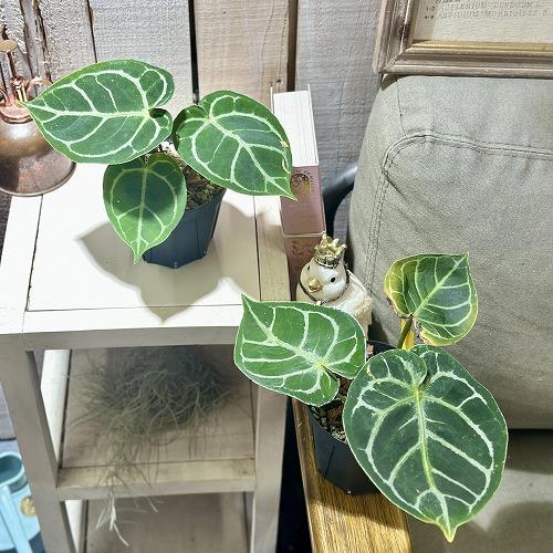 観葉植物 アンスリウム ドラヤキ(original×self) 3.5号スリット鉢(個体