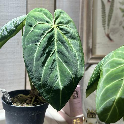 観葉植物 アンスリウム マグニフィカム 4号硬質ポット(個体おまかせ1鉢