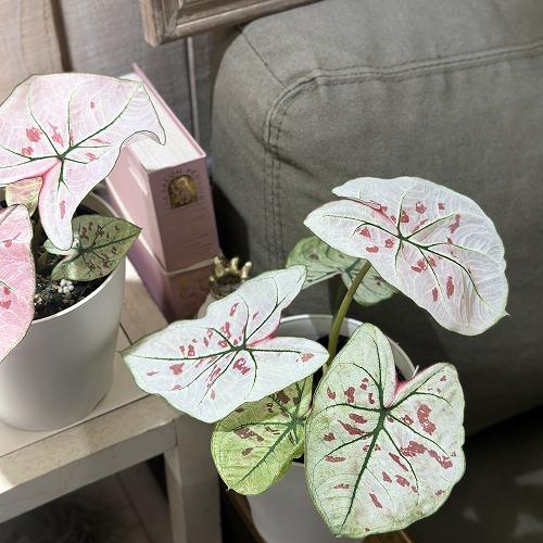 MS181 20株セット カラジウム ストロベリーハート 観葉植物 カラジウム ストロベリースター 4号白鉢(個体おまかせ1鉢