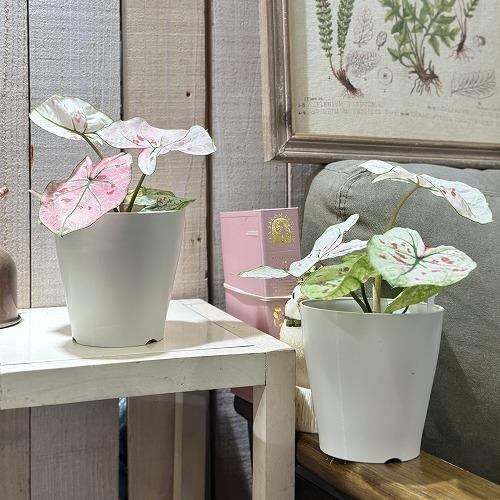 観葉植物 カラジウム ストロベリースター 4号白鉢(個体おまかせ1鉢
