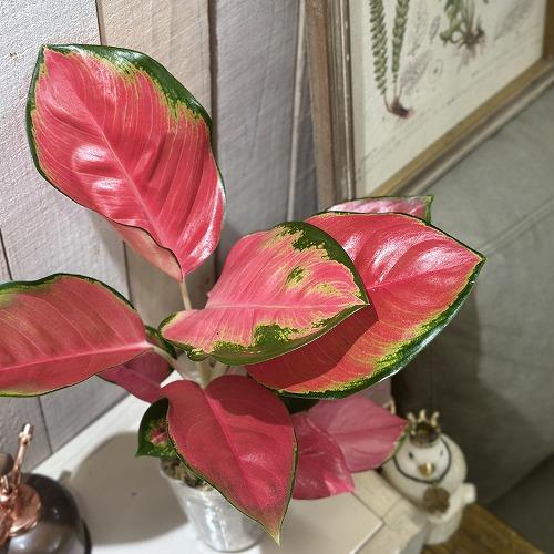観葉植物　アグラオネマ Aglaonema spp.ファンロンレッド 3号ロング透明ポット(現品)　インテリアグリーン 室内園芸 おしゃれ 可愛い かわいい | 