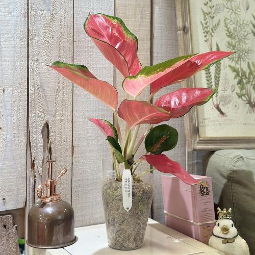 観葉植物　アグラオネマ Aglaonema spp.ファンロンレッド 3号ロング透明ポット(現品)　インテリアグリーン 室内園芸 おしゃれ 可愛い かわいい |  | 01
