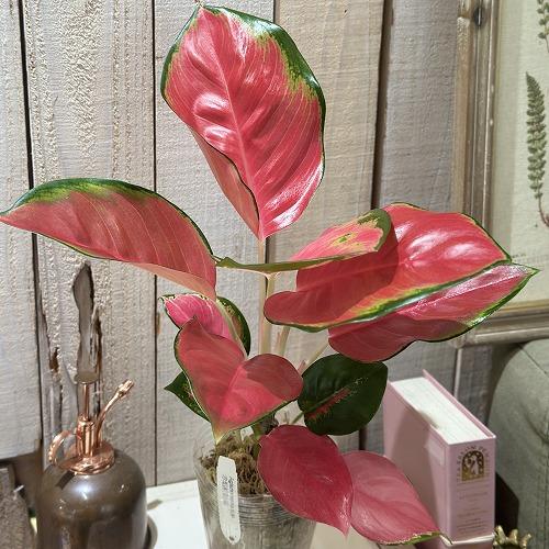 観葉植物　アグラオネマ Aglaonema spp.ファンロンレッド 3号ロング透明ポット(現品)　インテリアグリーン 室内園芸 おしゃれ 可愛い かわいい |  | 02