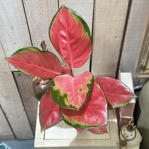観葉植物　アグラオネマ Aglaonema spp.ファンロンレッド 3号ロング透明ポット(現品)　インテリアグリーン 室内園芸 おしゃれ 可愛い かわいい |  | 03