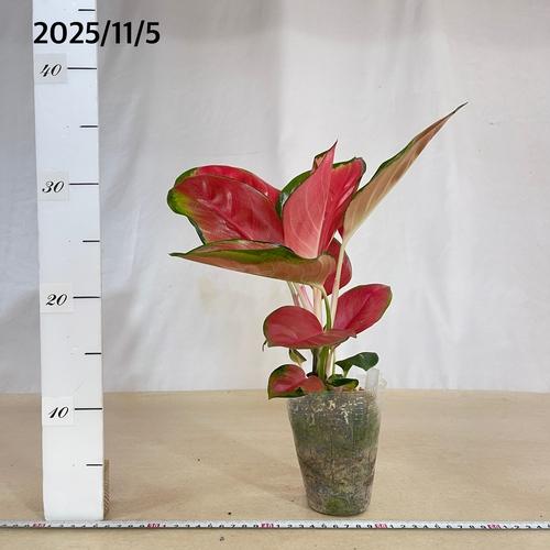 観葉植物　アグラオネマ Aglaonema spp.ファンロンレッド 3号ロング透明ポット(現品)　インテリアグリーン 室内園芸 おしゃれ 可愛い かわいい |  | 04
