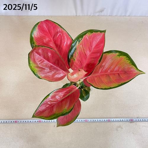 観葉植物　アグラオネマ Aglaonema spp.ファンロンレッド 3号ロング透明ポット(現品)　インテリアグリーン 室内園芸 おしゃれ 可愛い かわいい |  | 05