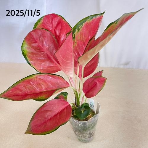 観葉植物　アグラオネマ Aglaonema spp.ファンロンレッド 3号ロング透明ポット(現品)　インテリアグリーン 室内園芸 おしゃれ 可愛い かわいい |  | 06