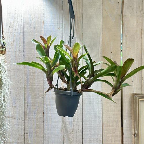 タンクブロメリア　ネオレゲリア ダルタニオン 3.5号吊り鉢(個体おまかせ1鉢)　インテリアグリーン 室内園芸 おしゃれ 可愛い かわいい |  | 01