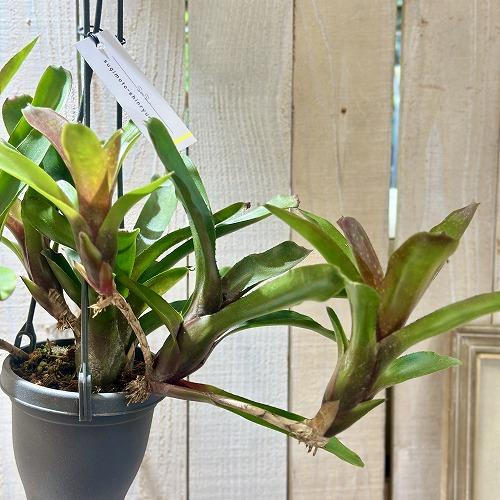 タンクブロメリア　ネオレゲリア ダルタニオン 3.5号吊り鉢(個体おまかせ1鉢)　インテリアグリーン 室内園芸 おしゃれ 可愛い かわいい |  | 03